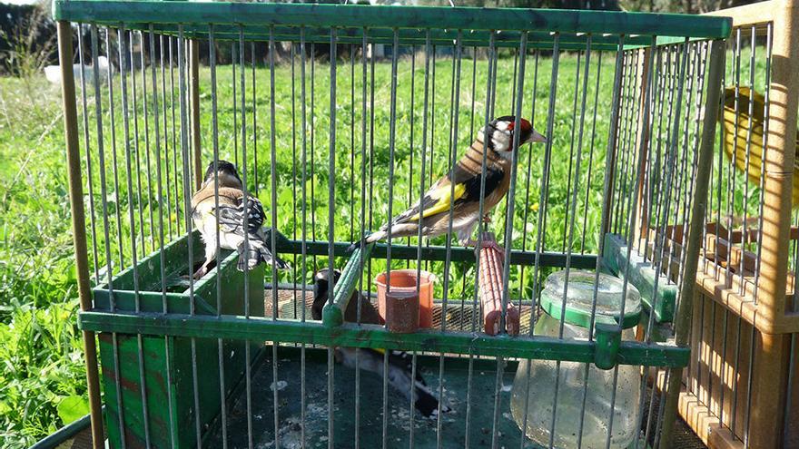 Piden el cese de capturas de pájaros silvestres para enseñarles a cantar