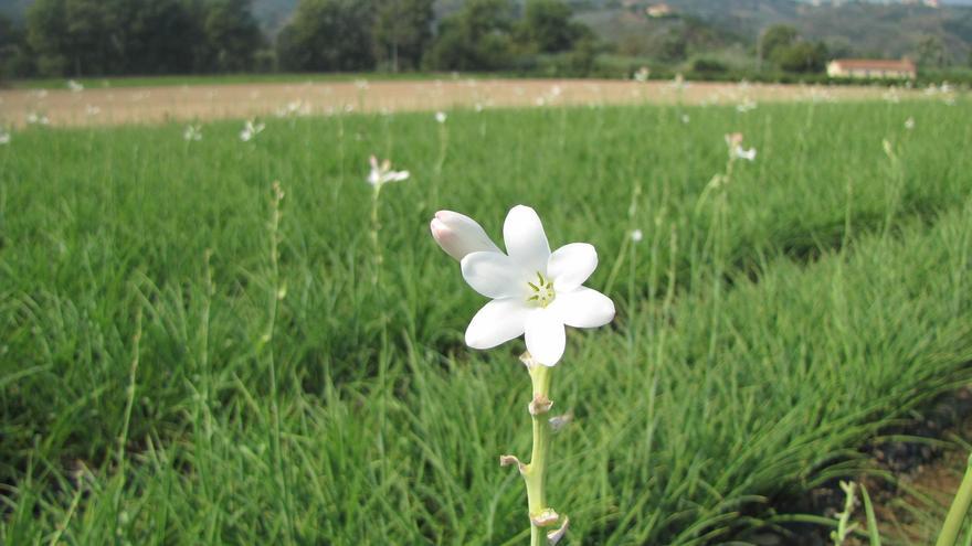 La preciosa flor blanca que perfumará durante semanas tu casa de forma natural