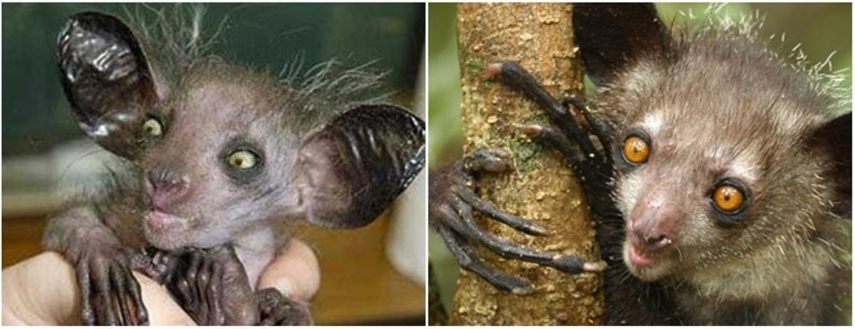Los 10 animales más raros del mundo