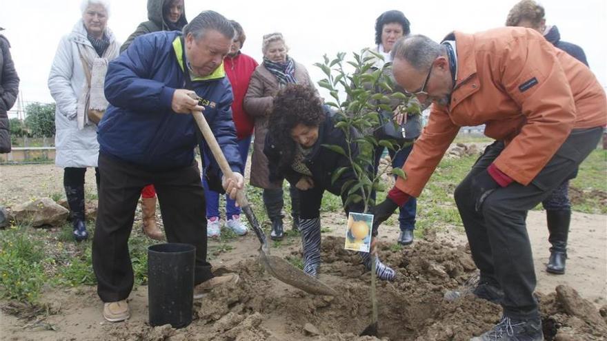 Plantan árboles en el Cordel de Écija dentro de unas jornadas de la paz