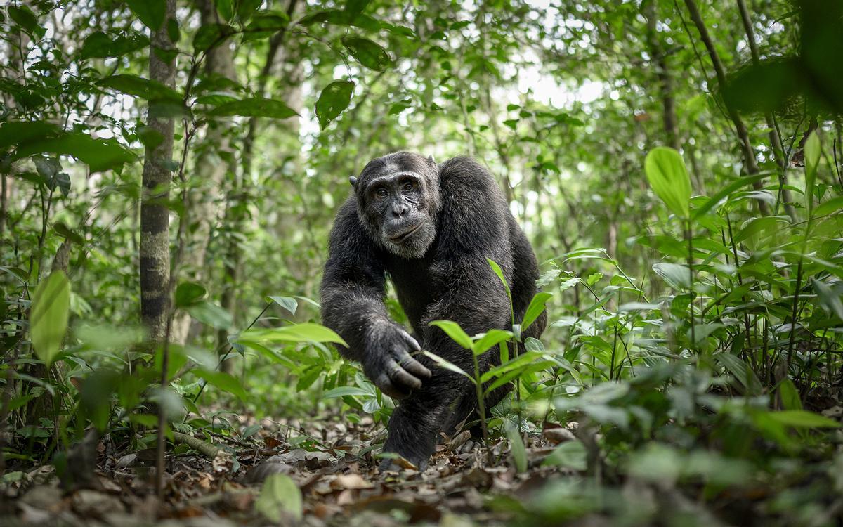 Categoría de Mamíferos. ’Jungle King’. Tomada en el Kibale National Forest (Uganda). Nos encontramos con un solitario chimpancé oriental (Pan troglodytes schweinfurthii) en el bosque, sentado de espaldas a nosotros. Todos se movieron hacia el otro lado para tratar de obtener una mejor vista de su rostro. Yo me mantuve en mi sitio y fui recompensado cuando el chimpancé finalmente se levantó, se dio la vuelta y pasó junto a mí. Usé la pantalla abatible de mi cámara para situarme a ras de suelo y obtener una mejor perspectiva.