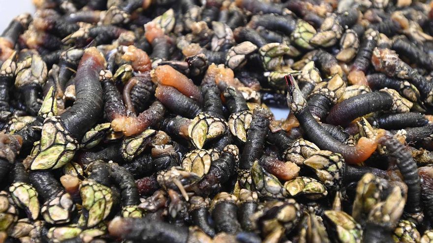 La Festa do Percebe de Cedeira repartirá 600 kilos de crustáceo el 2 y 3 de agosto