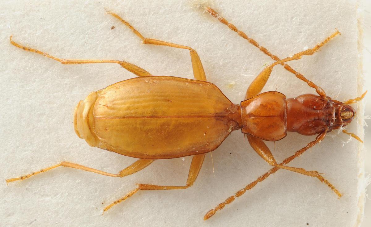Anophthalmus hitleri. Anophthalmus hitleri.