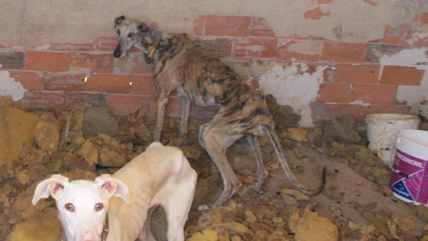 El horror tras las puertas de un albergue de Jumilla: rescatan a un galgo moribundo y hallan los huesos de otro que llevaba muerto más de un año
