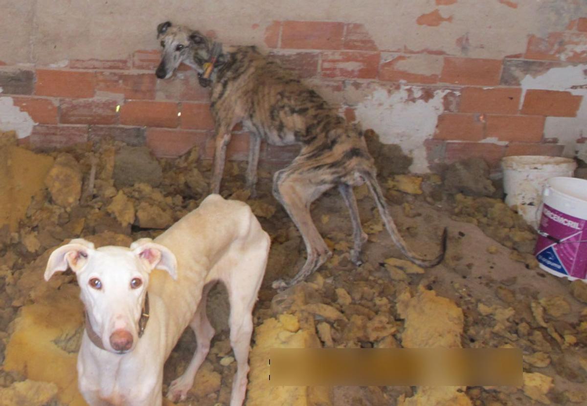 Los perros que halló la Guardia Civil, aunque, al volver con orden judicial, solo quedaba uno.