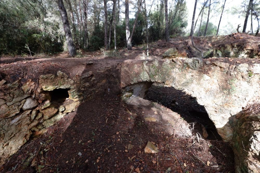 La fuente que alimentaba el canal de Fruitera y los huertos cercanos a Santa Gertrudis vuelve a estar a la vista