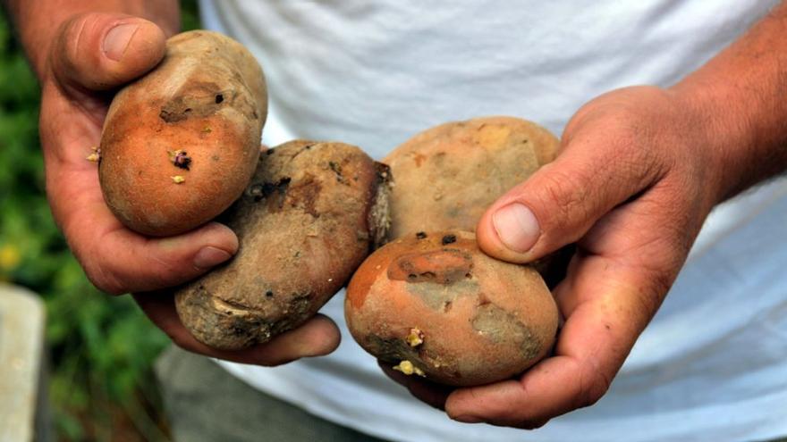 Cultivo de papas en Tenerife.