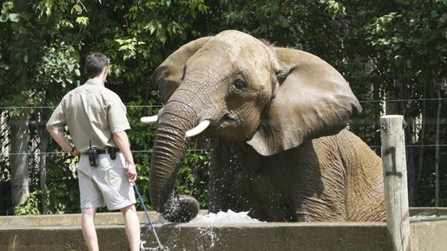 Un cuidador supervisa a un elefante.