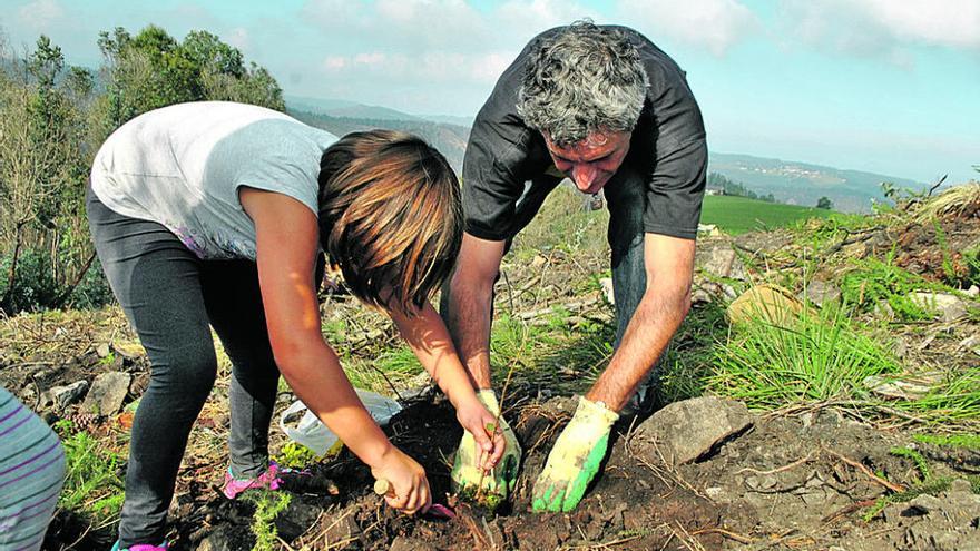 Savia nueva para reforestar El Franco