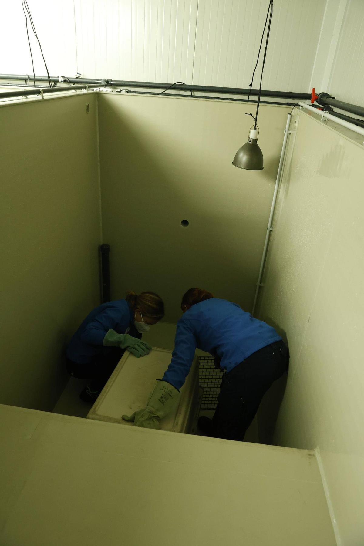 La foca que quedó varada en la playa de Cadavedo ya se recupera en el Acuario de Gijón (en imágenes)