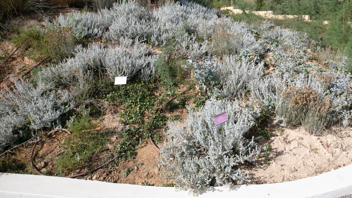 Una gran variedad de especies autóctonas en el jardín botánico.