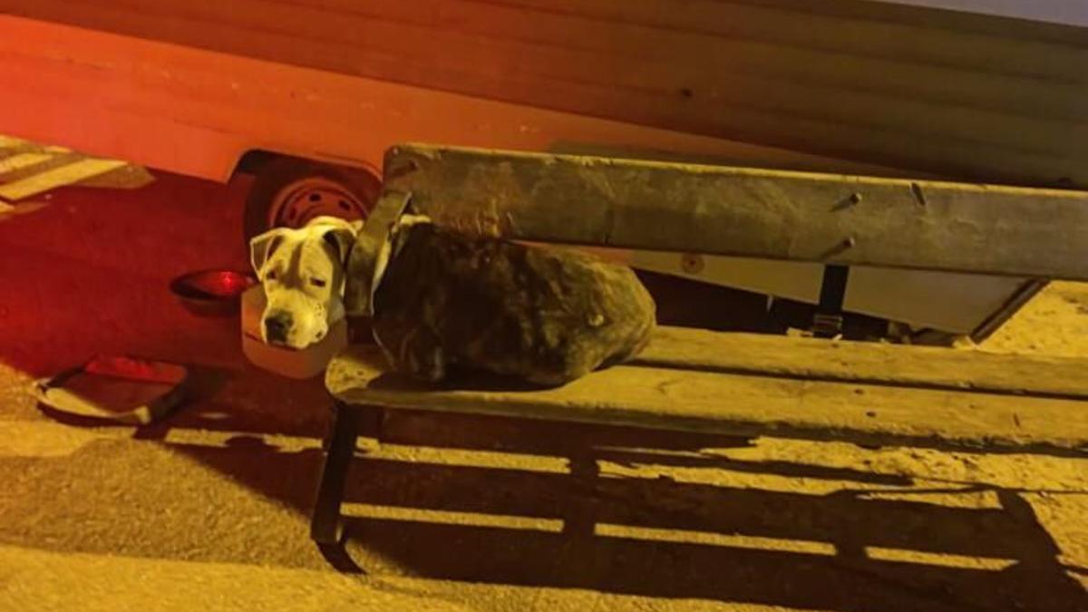 El perro atado en el banco en Puerto de Mazarrón, antes de ser rescatado por la Policía.