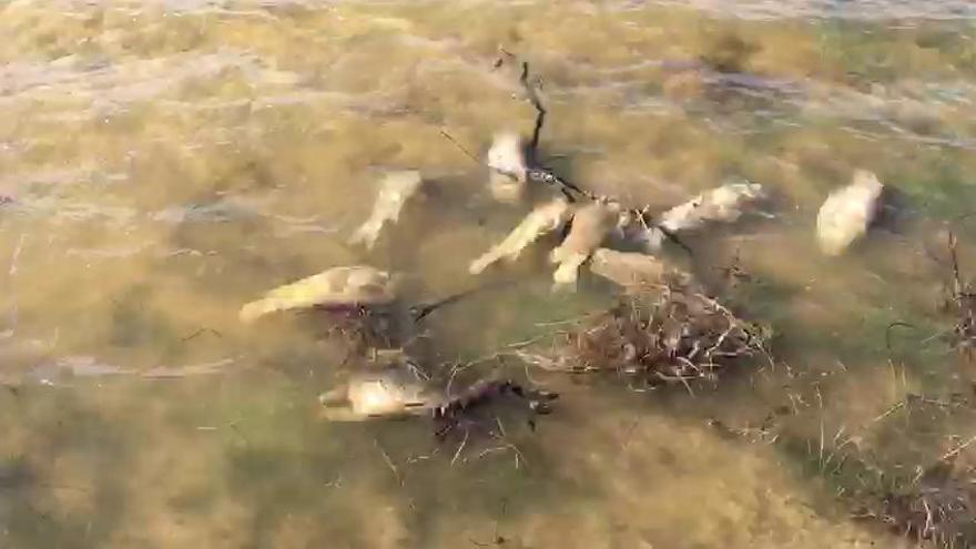 Peces muertos en el embalse de Almendra