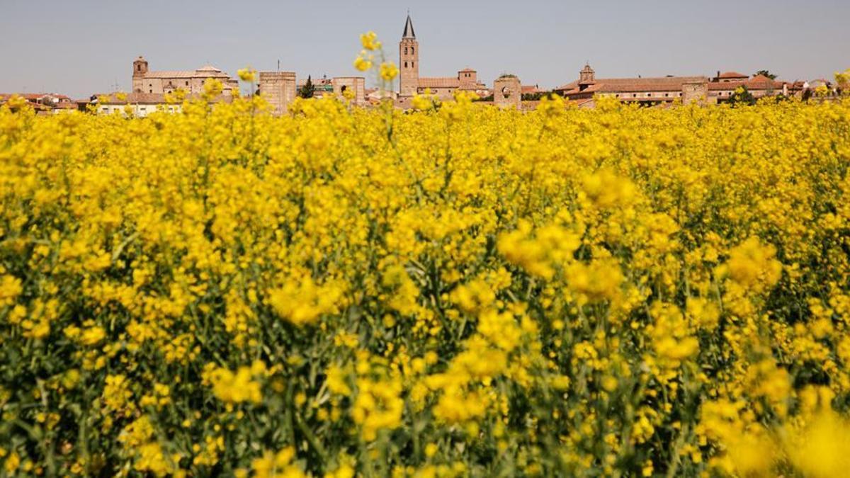 Una plantación de colza con el perfil de la localidad de Madrigal al fondo.