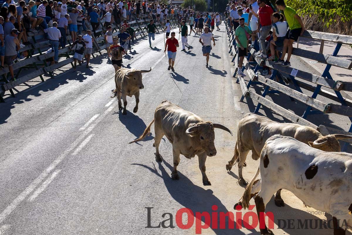 Quinto encierro de la Feria del Arroz de Calasparra