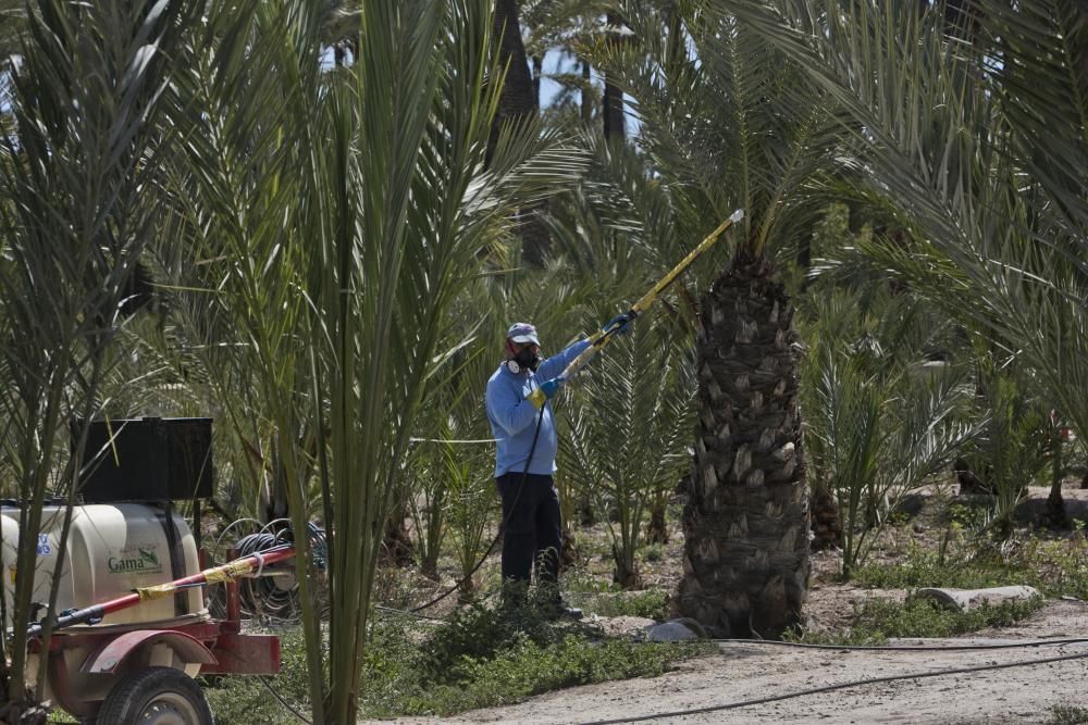 Investigación de la UMH sobre el Palmeral