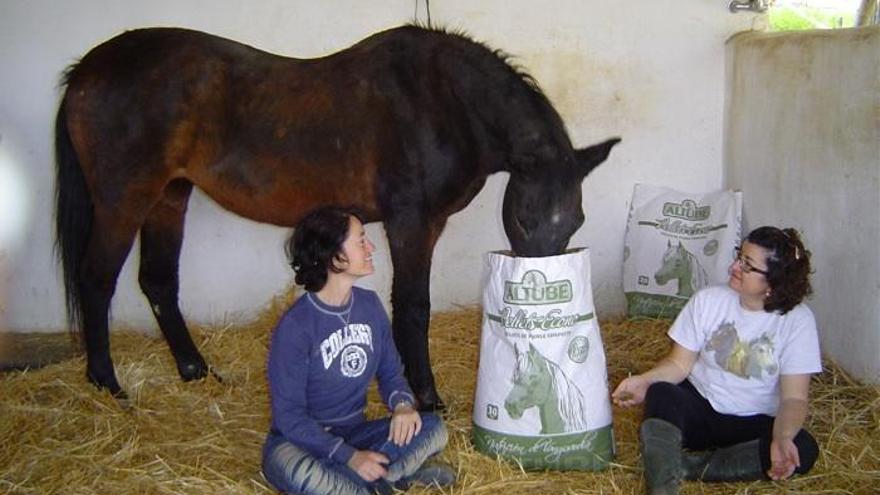 Un refugio de caballos lanza un SOS