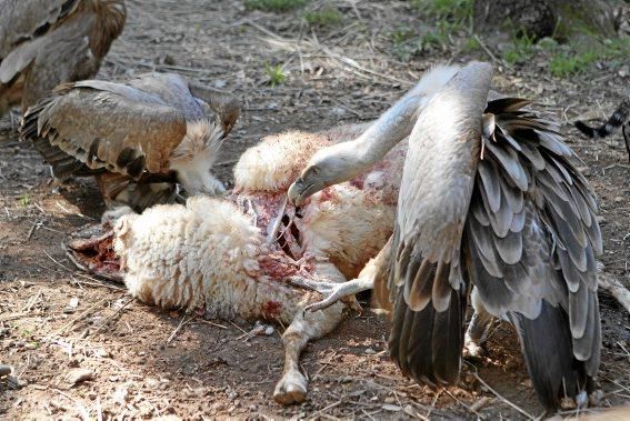 Der Bestand der Tiere ist zwar gesichert, aber die Stiftung, die sie betreut, sucht deutschsprachige Helfer.