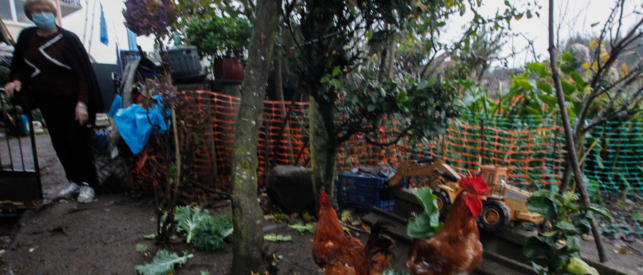 María Dolores Vázquez, ayer en su huerta, junto a algunos de los gallos que está criando