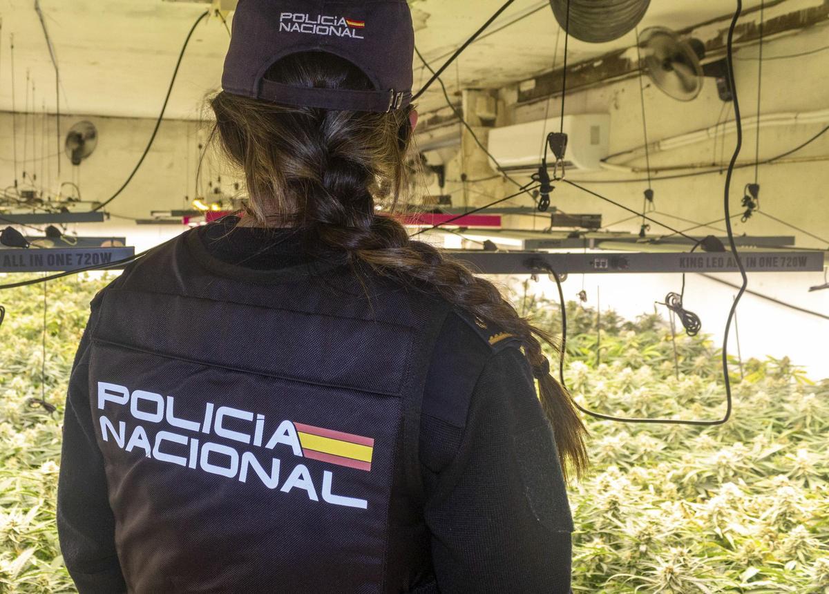 Un agente de la Policía Nacional en una de las plantaciones de marihuana localizadas durante la operación