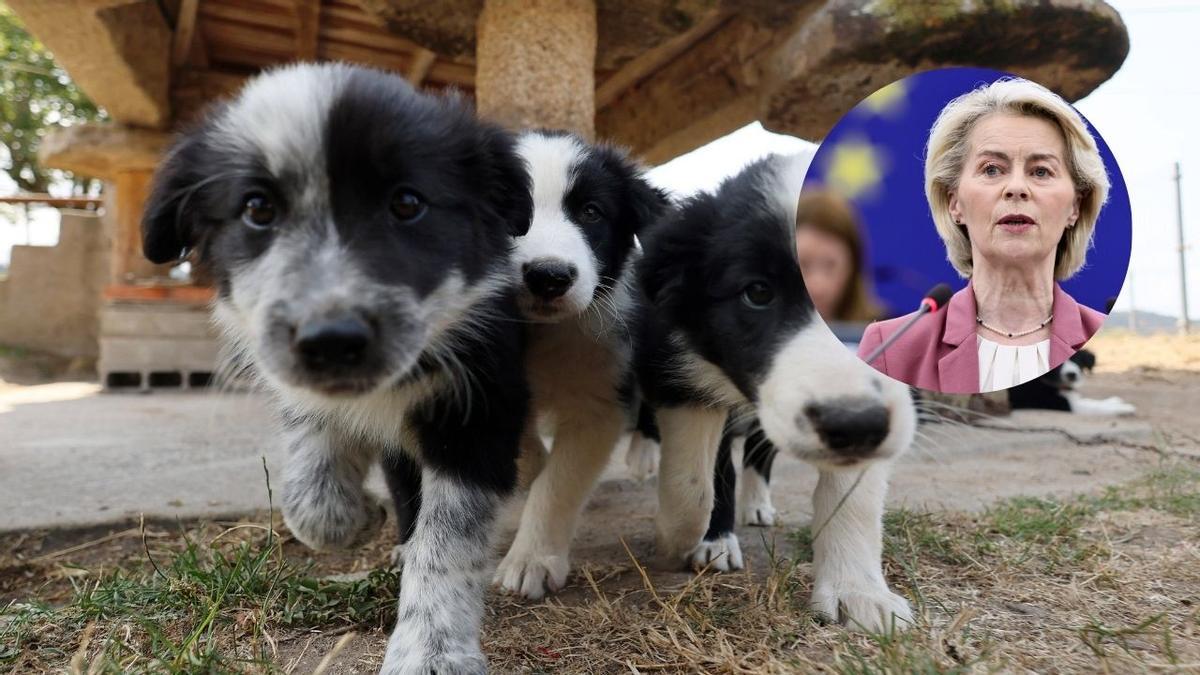 Desde este mes quienes quieran viajar con mascotas por la UE tendrán que obtener un pasaporte.
