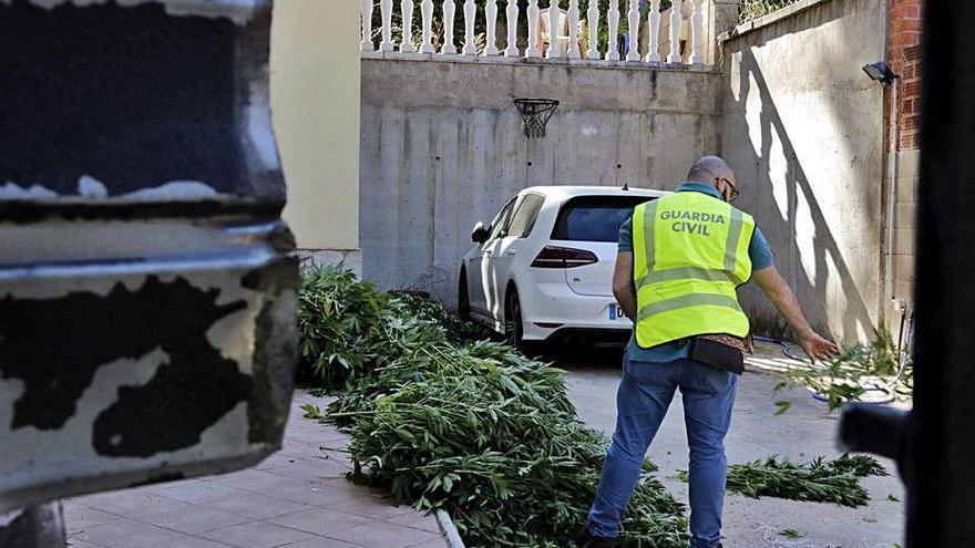 Els alcaldes insten Marlaska a  actuar contra el cultiu de droga