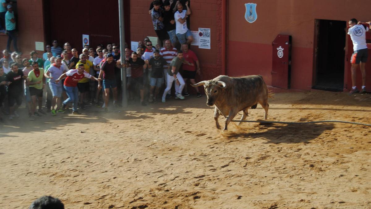 VÍDEO | Así ha sido la salida de la carrera del torito del Alba 'Cardilisto' en Benavente