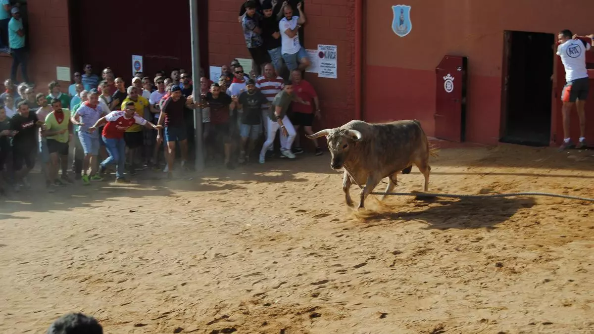 VÍDEO | Así ha sido la salida de la carrera del torito del Alba 'Cardilisto' en Benavente