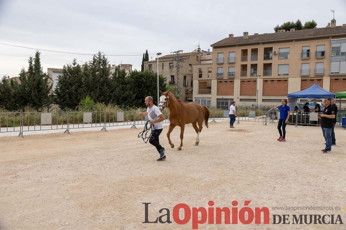 Control veterinario de los Caballos del Vino en Caravaca