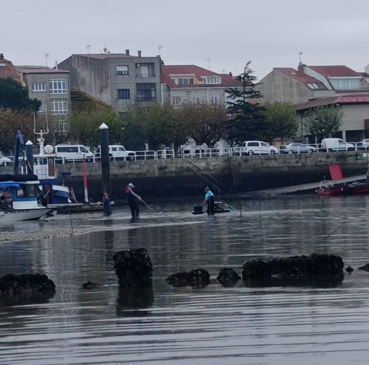 Algunos viveros prácticamente tocan el puerto.