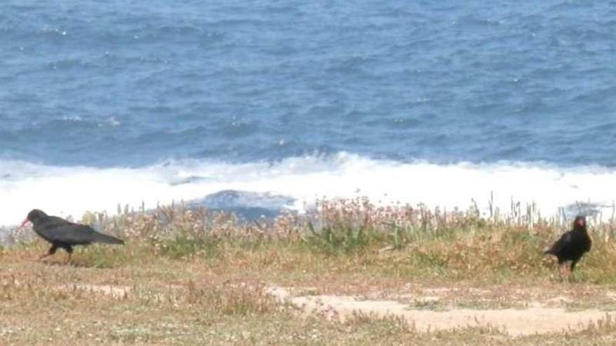 Choias ao carón do mar.