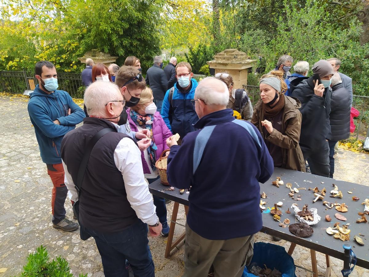 Temporada prolífica para la recolección de setas en la Serra de Tramuntana Temporada prolífica para la recolección de setas en la Serra de Tramuntana
