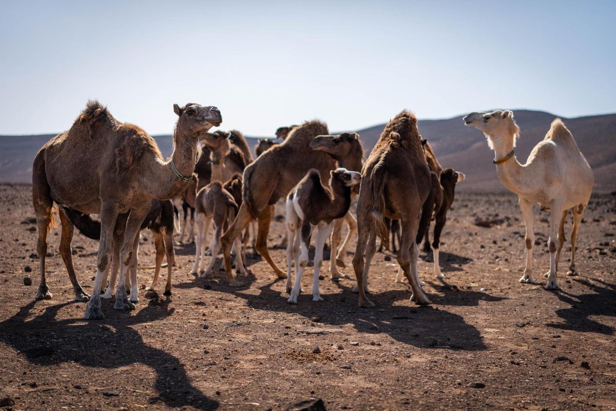 El precio de leche de camello en Europa oscila entre los 80 y los 300 euros.