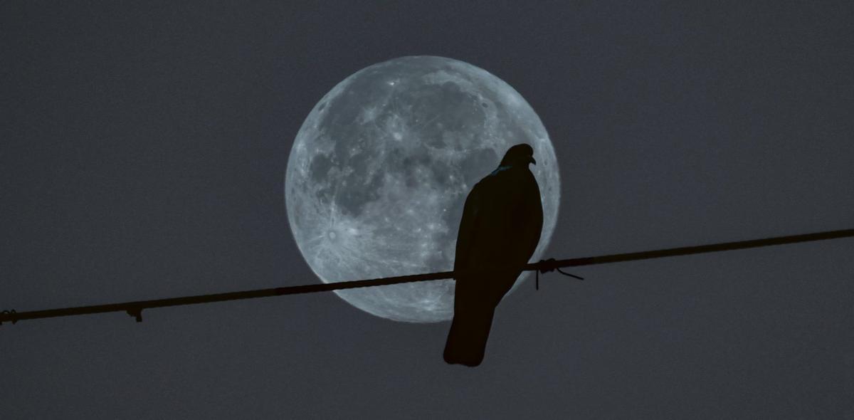 LA FOTO CONTADA | El lado oscuro de Paloma: Una paloma cubre parte de la luna.
