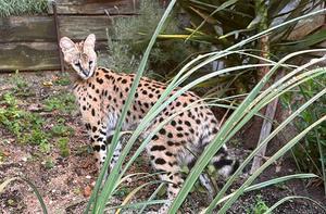Un ejemplar de serval irrumpe en un jardín de Canet de Mar con "actitud agresiva"