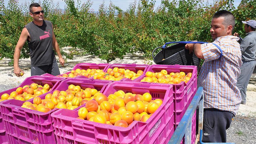 El sector agrario de Cieza y comarca vuelve a solicitar mano de obra para recoger la fruta