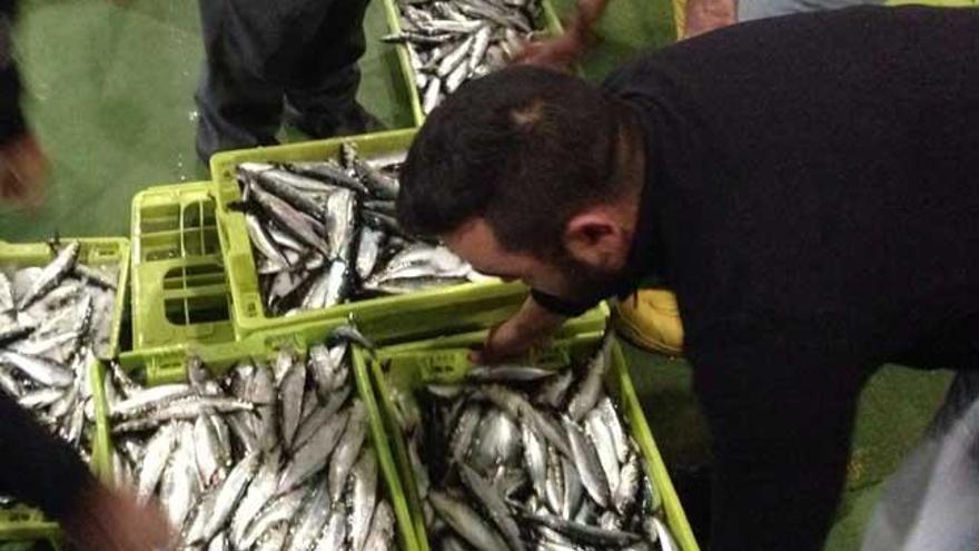 Placeras de Cangas compran sardina en Vigo // C.G.