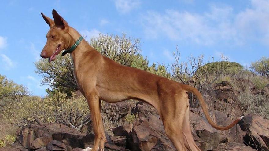 Los cazadores podrán entrenar a sus perros desde mañana cuatro días a la semana