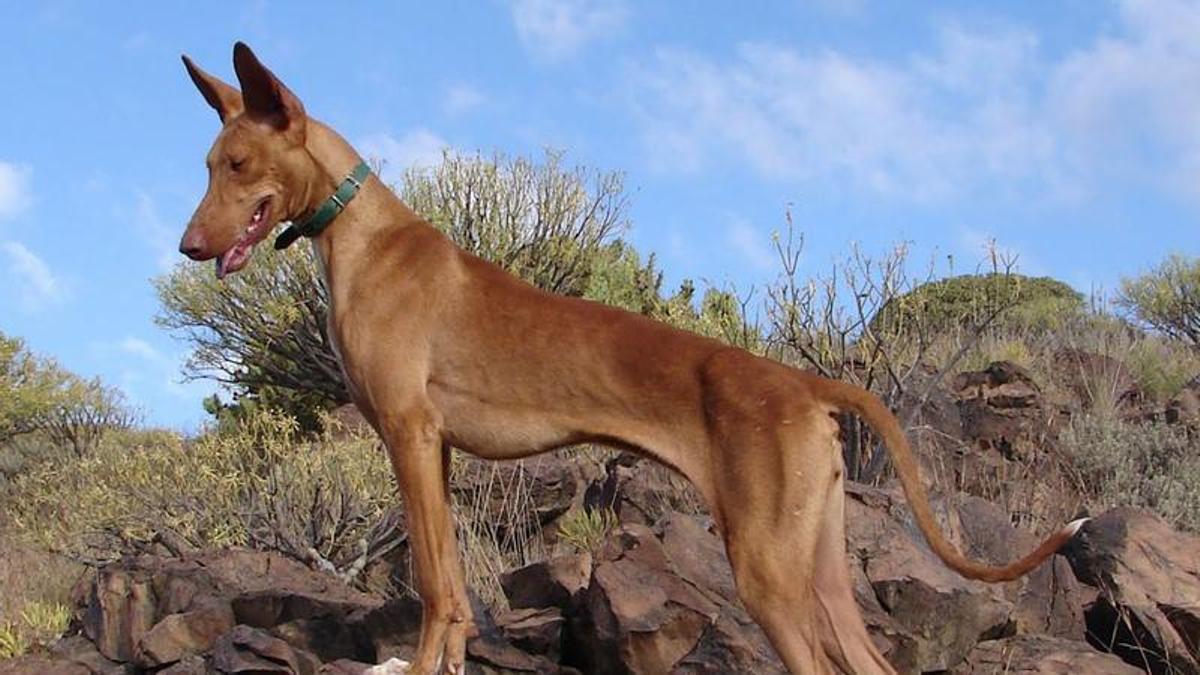 Podenco.