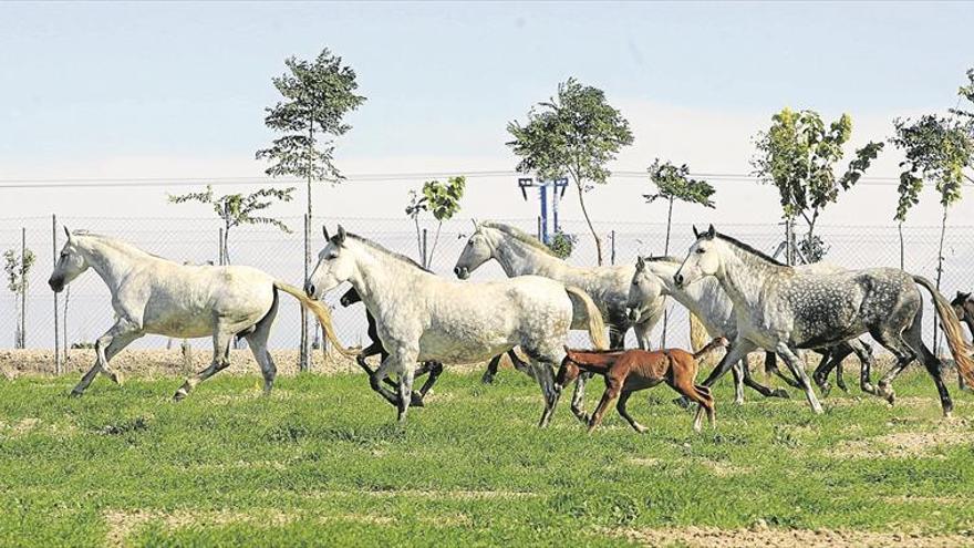 Córdoba es la cuarta provincia andaluza con más ganaderías PRE