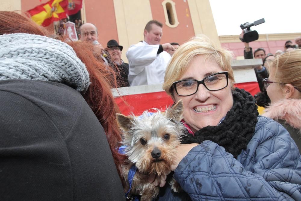 Bendición de los animales en Cartagena