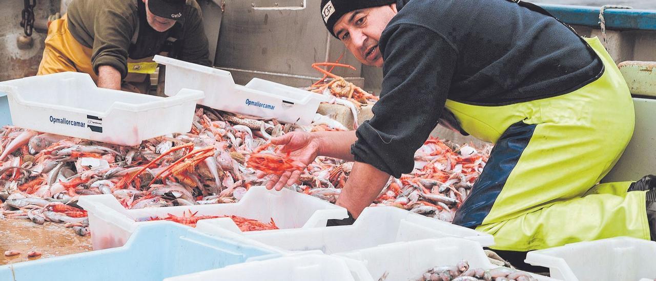 Un día en alta mar con los pescadores de Mallorca.