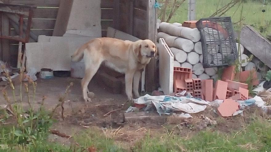 Denuncian el mal estado de 9 perros en una explotación en Sanabria