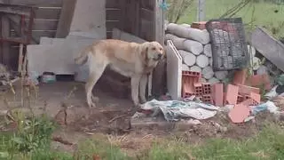 Denuncian el mal estado de 9 perros en una explotación en Sanabria