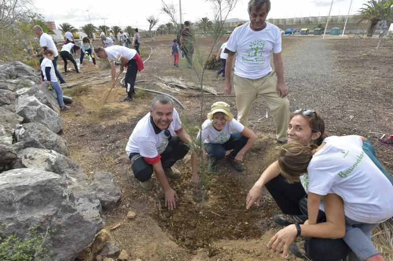 24-11-2019 TELDE. Plantación para nuevo jardín en un terreno junto a la rotonda de la playa de Melenara  | 24/11/2019 | Fotógrafo: Andrés Cruz