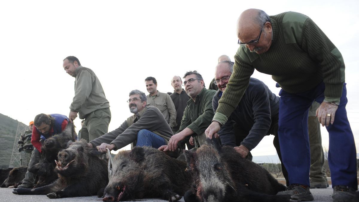 La Federación de Caza ha trasladado al secretario autonómico de Medio Ambiente la decisión de dejar de cazar jabalíes si no se atienden las peticiones del sector cinegético. En la foto, imagen de una batida