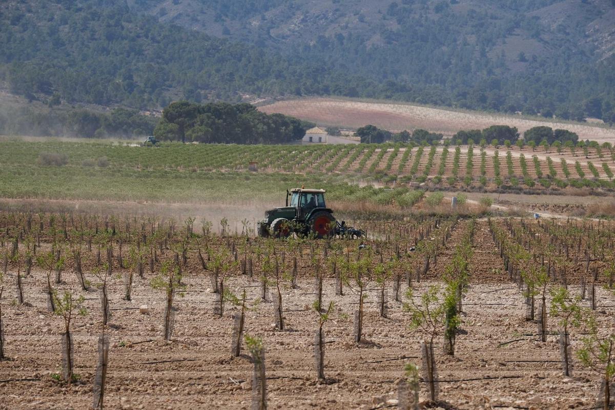 Plantacion de almendros y pistachos cerca de Villena, en una imagen de archivo.
