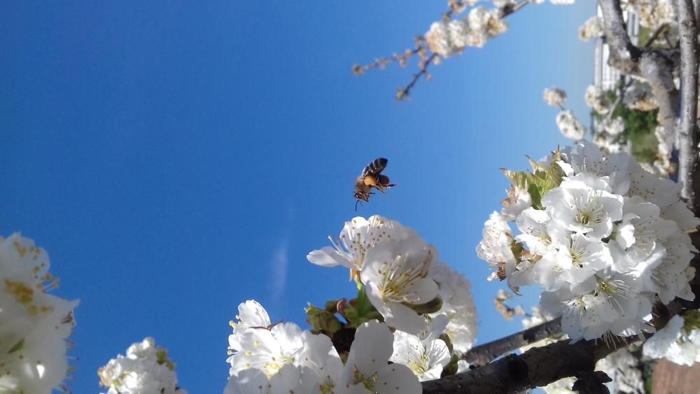 Primavera. Torna el bon temps, i les petites abelles ,molt treballadores, continuen pol·linitzant les flors.
