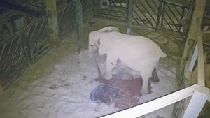 Este es el momento en el que nace un elefante africano en el BioParc de Valencia