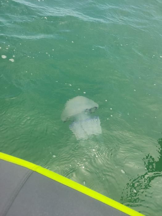 Avistan decenas de medusas en la playa de El Saler